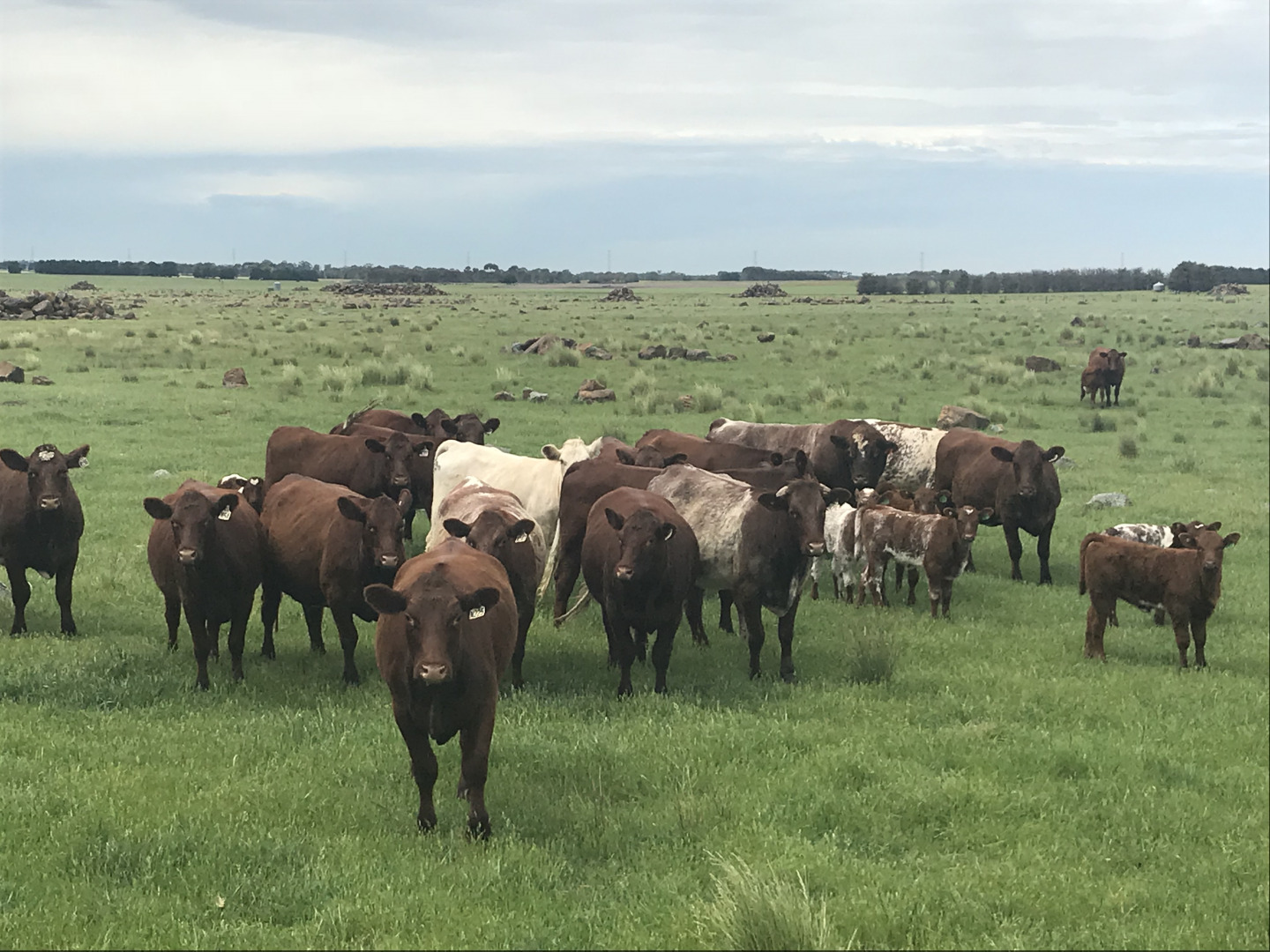 Shorthorn bull cows calves